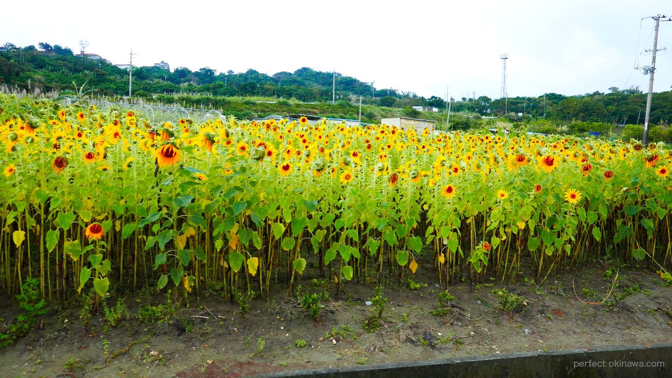 ひまわり畑一覧 19 Perfect Okinawa